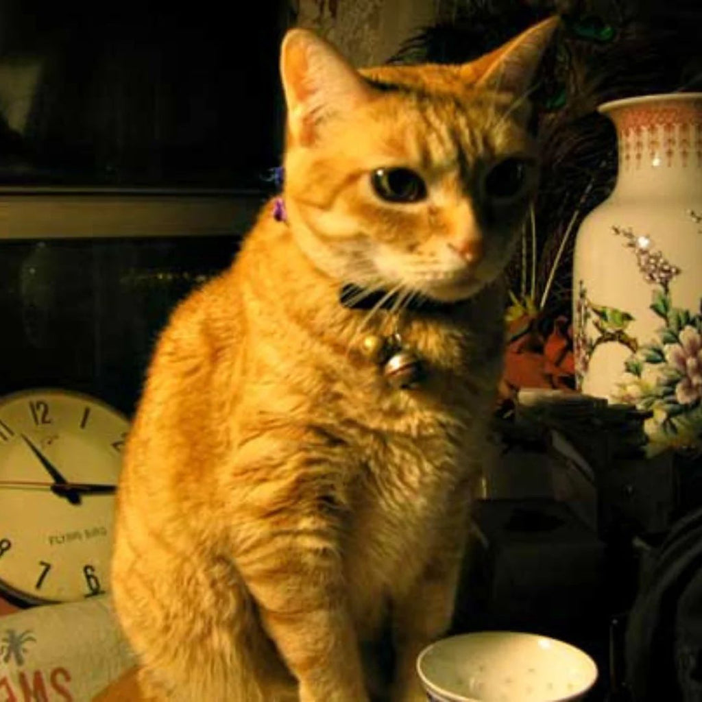 Book: Lulu The Hong Kong Cat