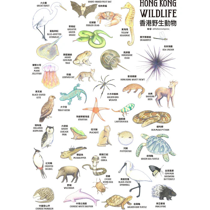 Product image of POSTER - Hong Kong Wildlife
