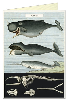 " Whale Chart " Card