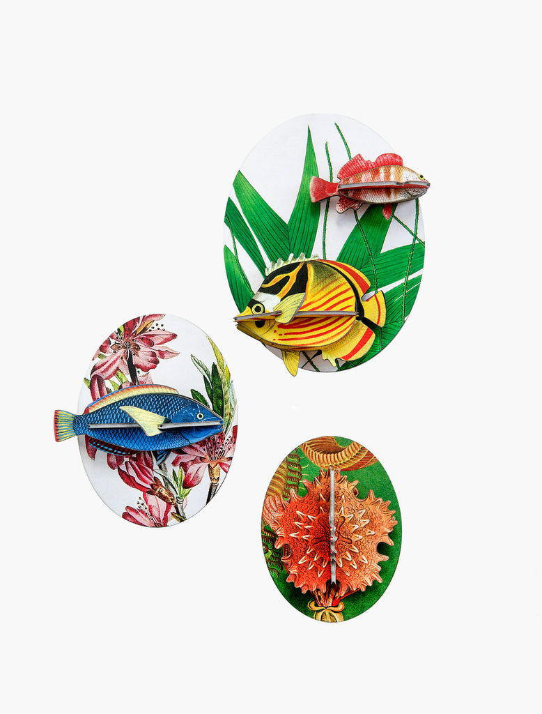 Collectors Box Wall Decoration