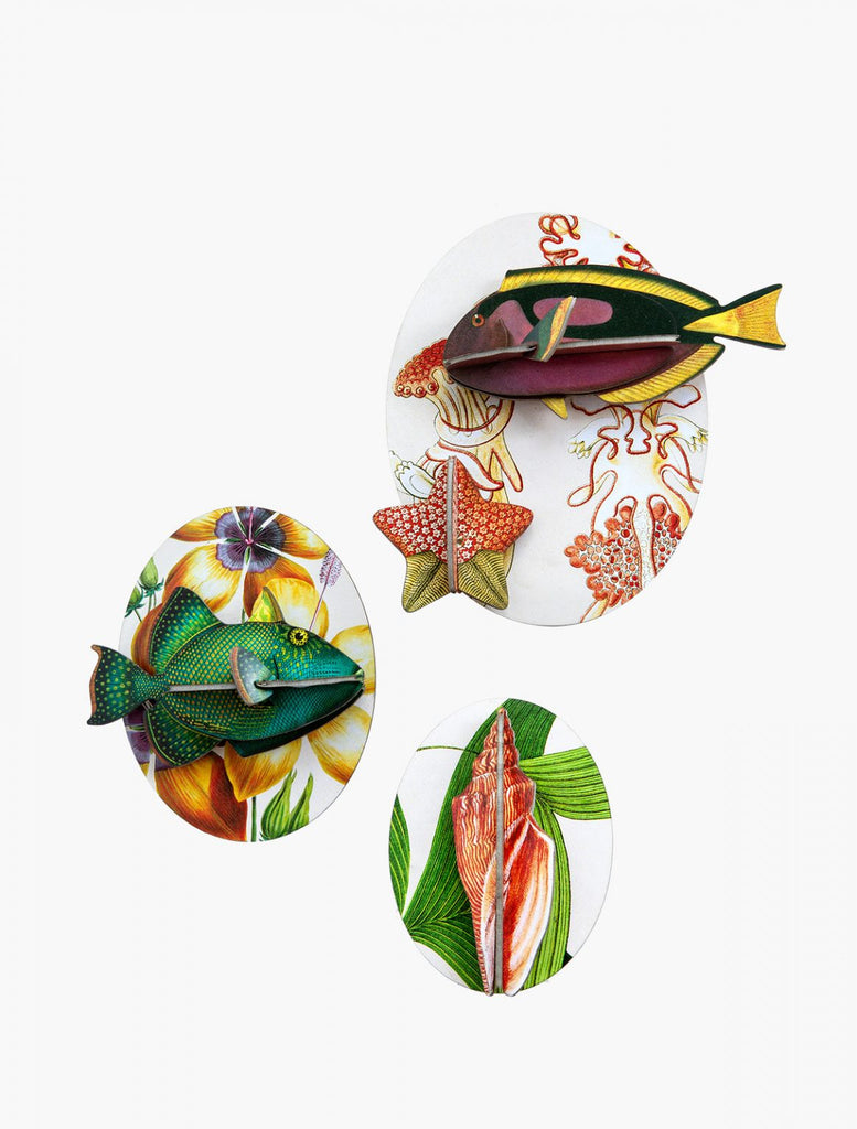 Collectors Box Wall Decoration