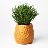 Ditsy Planter (Multiple Colors)