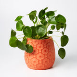 Ditsy Planter (Multiple Colors)