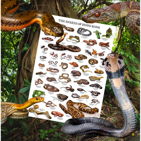 Snakes of Hong Kong Poster