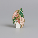 " Hoya Splash Plant " T&B Magnet