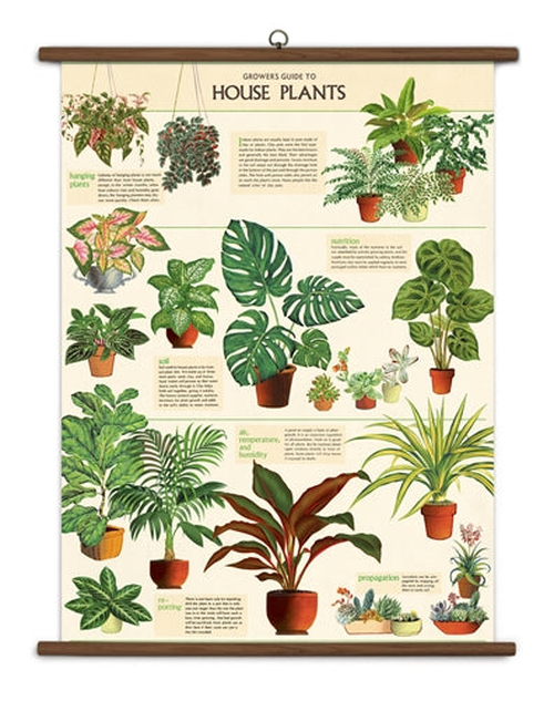 " House Plants " School Chart - Thorn and Burrow