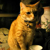 Lulu The Hong Kong Cat: The Hong Kong Time Machine Book