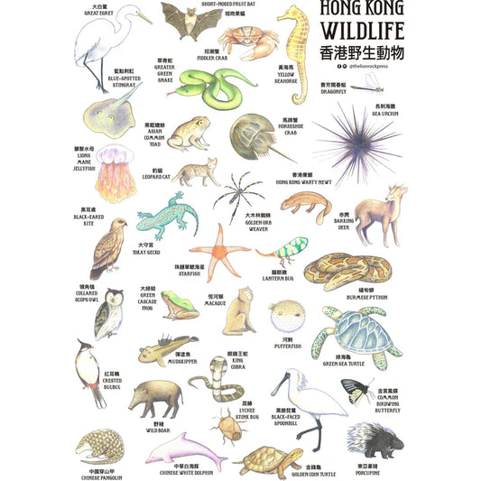 Product image of POSTER - Hong Kong Wildlife