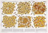Book Of Bees
