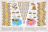 Book Of Bees