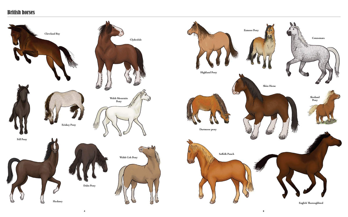 Product image of Big Horses, Little Horses : A Visual Guide to the World's Horses and Ponies