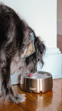 Pyrite - Stainless Steel S'well Dog Bowl