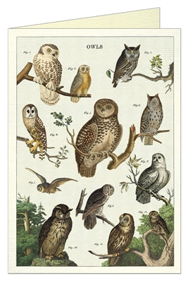 " Owl Chart " Card