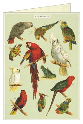 " Parrots " Card
