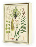 " Ferns " Boxed Note Cards