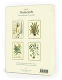 " Ferns " Boxed Note Cards