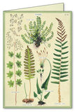 " Ferns " Boxed Note Cards