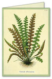 " Ferns " Boxed Note Cards