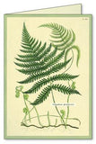 " Ferns " Boxed Note Cards