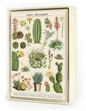" Succulents " Boxed Note Cards
