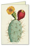 " Succulents " Boxed Note Cards