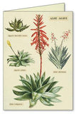 " Succulents " Boxed Note Cards