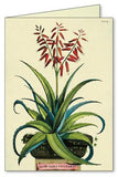 " Succulents " Boxed Note Cards
