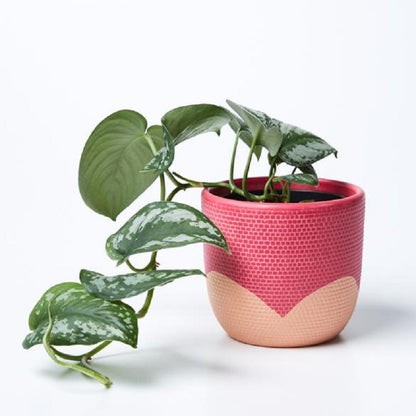 Product image of Petal Pot (Multiple Colors)
