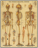 " Skeletal System " - 1000-Piece Puzzle