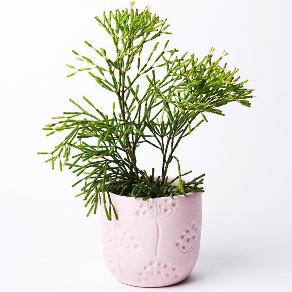 Spiro Pot Pink