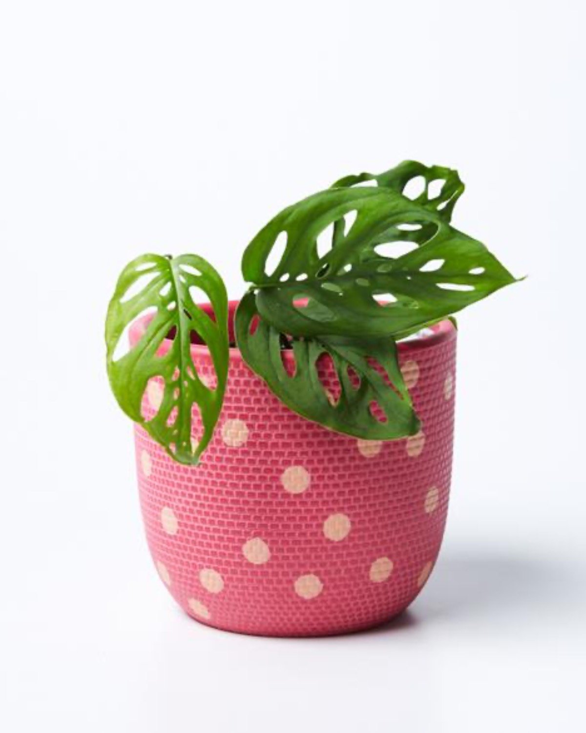 Product image of Spot Pot (Multiple Colors)