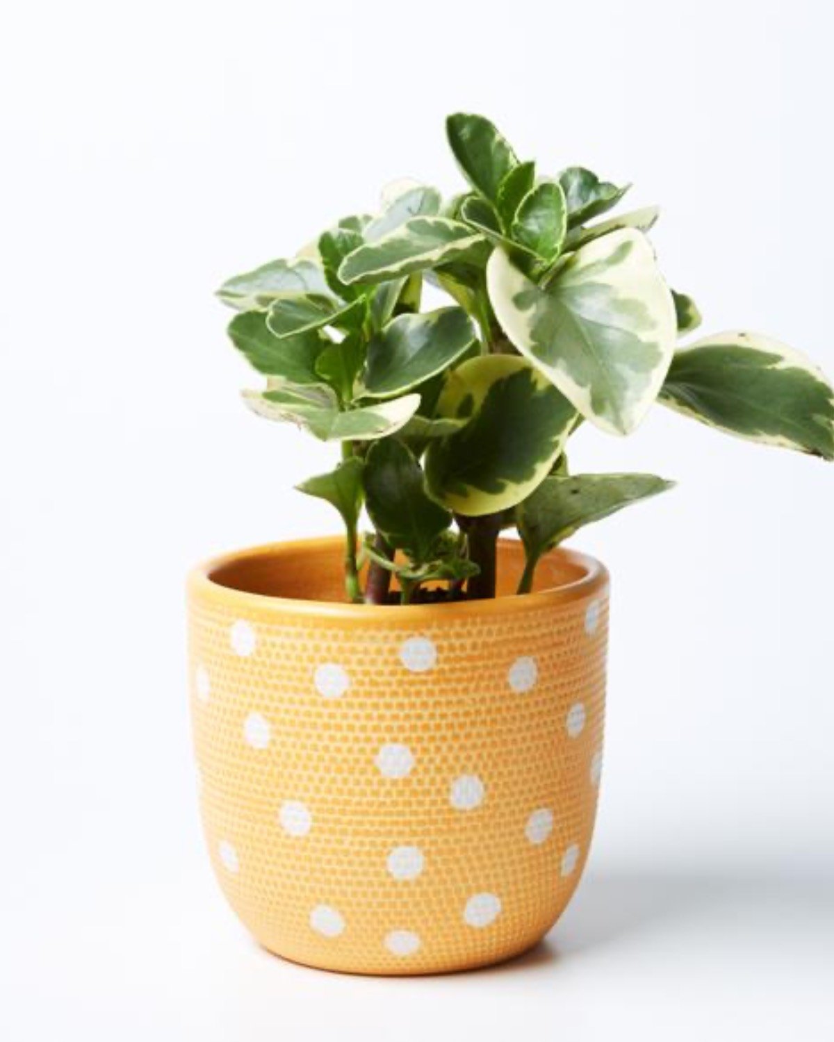 Product image of Spot Pot (Multiple Colors)