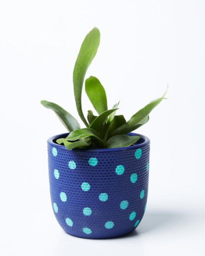 Product image of Spot Pot (Multiple Colors)