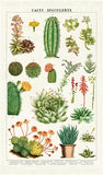 " Succulents " Tea Towel