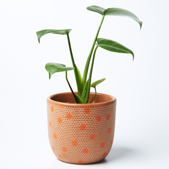 Product image of Spot Pot (Multiple Colors)