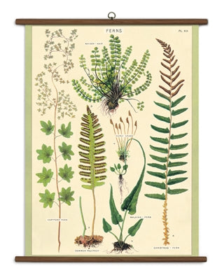 " Ferns " School Chart