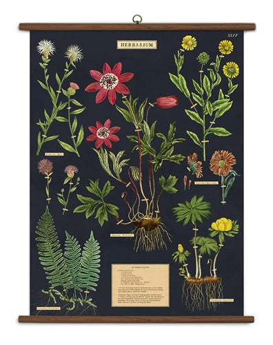 " Herbarium " School Chart