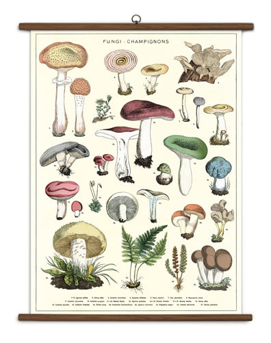 " Mushrooms " School Chart
