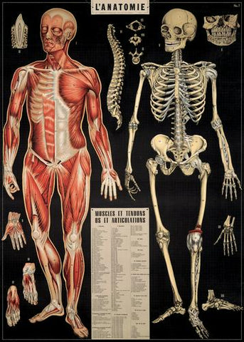 " L'Anatomie " Poster