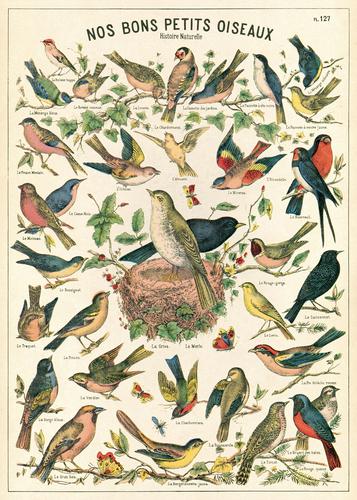 " Bird Chart " Poster