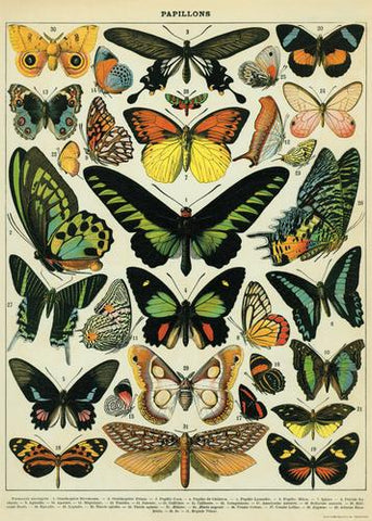 " Butterflies " Poster