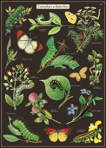 " Caterpillars & Butterflies " Poster