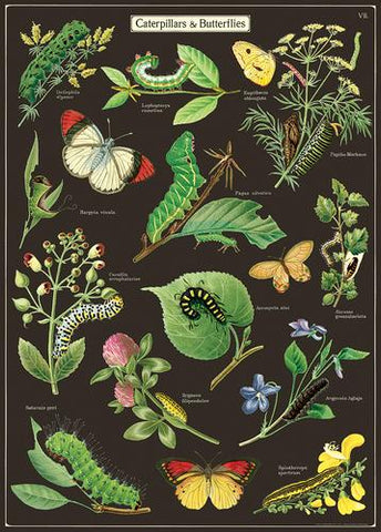 " Caterpillars & Butterflies " Poster