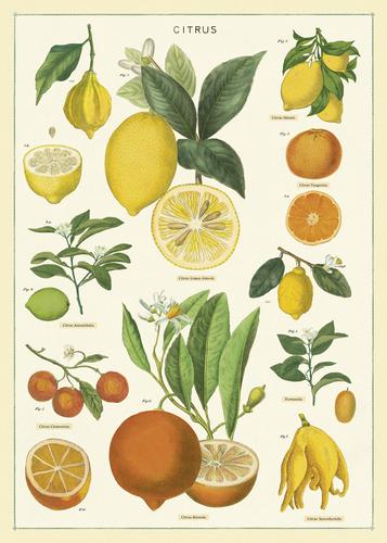 " Citrus " Poster