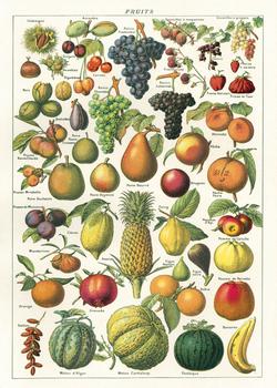 " Fruit Chart " Poster