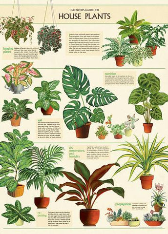 " House Plant " Poster