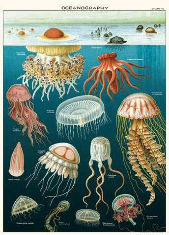 " Jellyfish " Poster