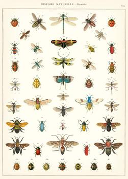 " Natural History Insects " Poster