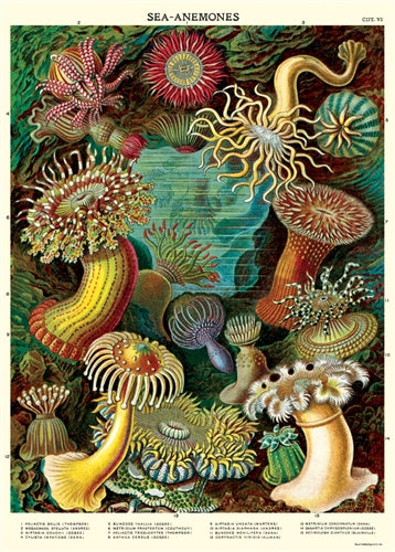 " Sea Anemones " Poster