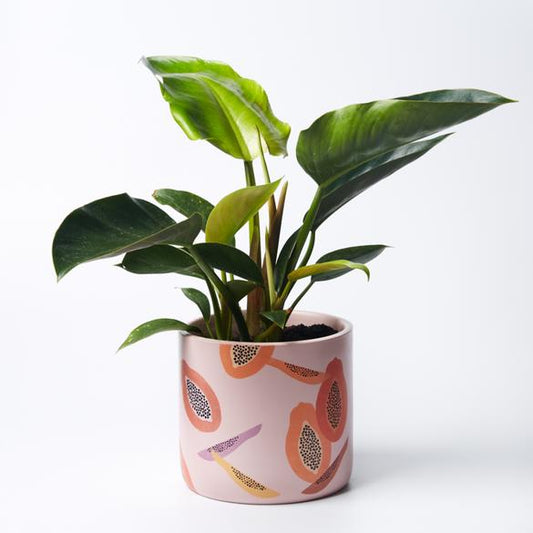 Product image of Papaya Planter